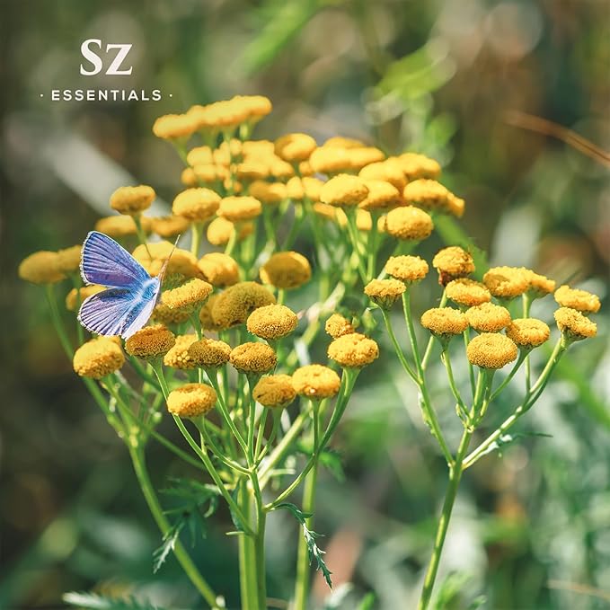 Blue Tansy Essential Oil β 100% Pure & Natural, Undiluted β Sweet, Herbaceous, Floral Aroma β Premium Aromatherapy Grade β 0.17 fl oz (6.5 mL) - Therapeutic Grade & Vegan