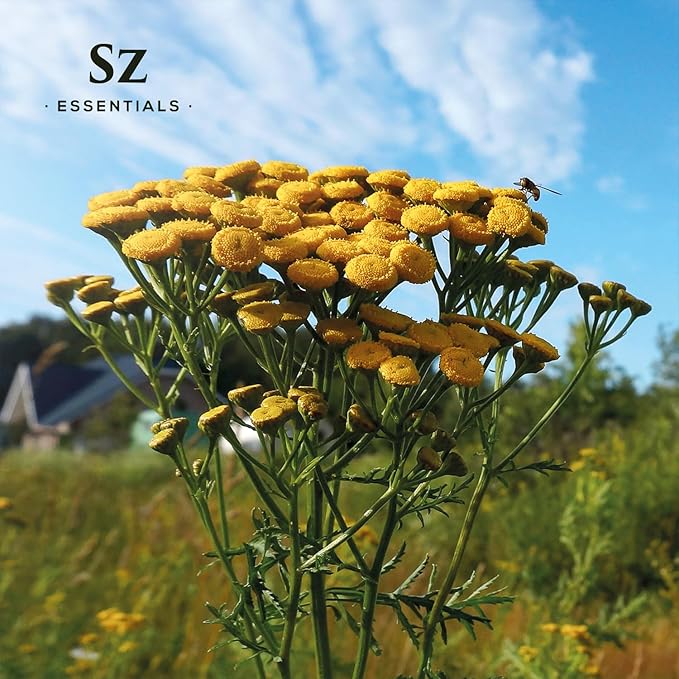 Blue Tansy Essential Oil – 100% Pure & Natural, Undiluted – Sweet, Herbaceous, Floral Aroma – Premium Aromatherapy Grade – 0.17 fl oz (6.5 mL) - Therapeutic Grade & Vegan