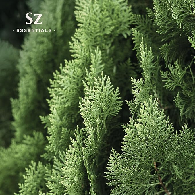 Cypress Essential Oil (Cupressus sempervirens) - 100% Pure & Undiluted - Fresh Crisp & Woody Aroma with Overtones of Earth and Evergreen - Therapeutic Grade and Vegan - 0.17 oz (5ml)