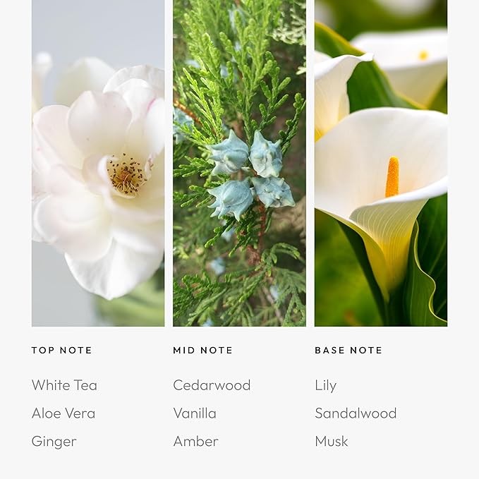 Aroma360 - Dream On Fragrance Oil Blend | Hotel Inspired for Luxury Essential Oil Diffusers | Aromatherapy Scent Diffuser Oil | Serene White Tea, Healing Aloe Vera, and Warm Earthy Cedar - 50ML